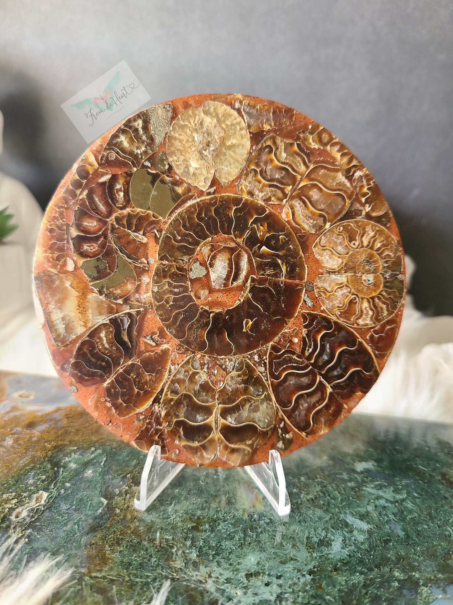 Ammonite Slab