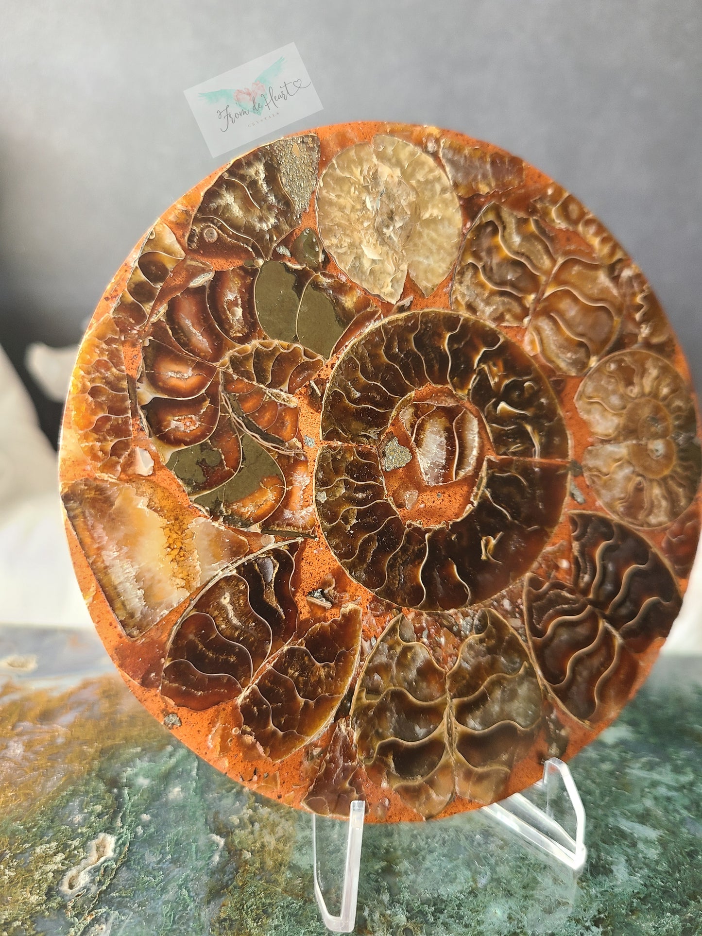 Ammonite Slab