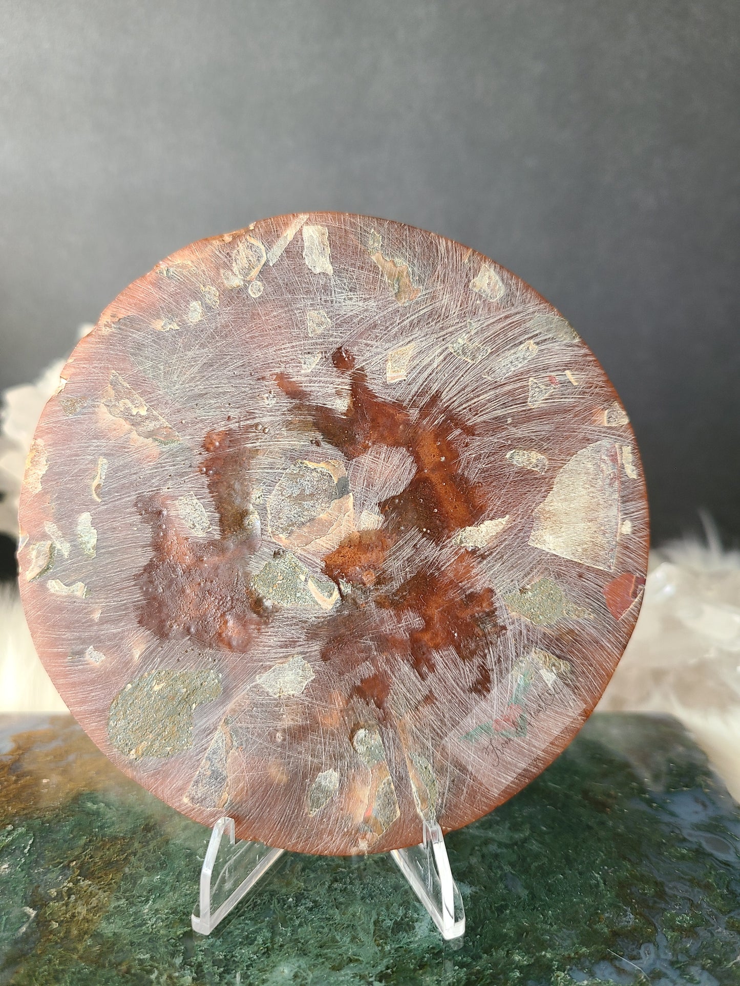 Ammonite Slab