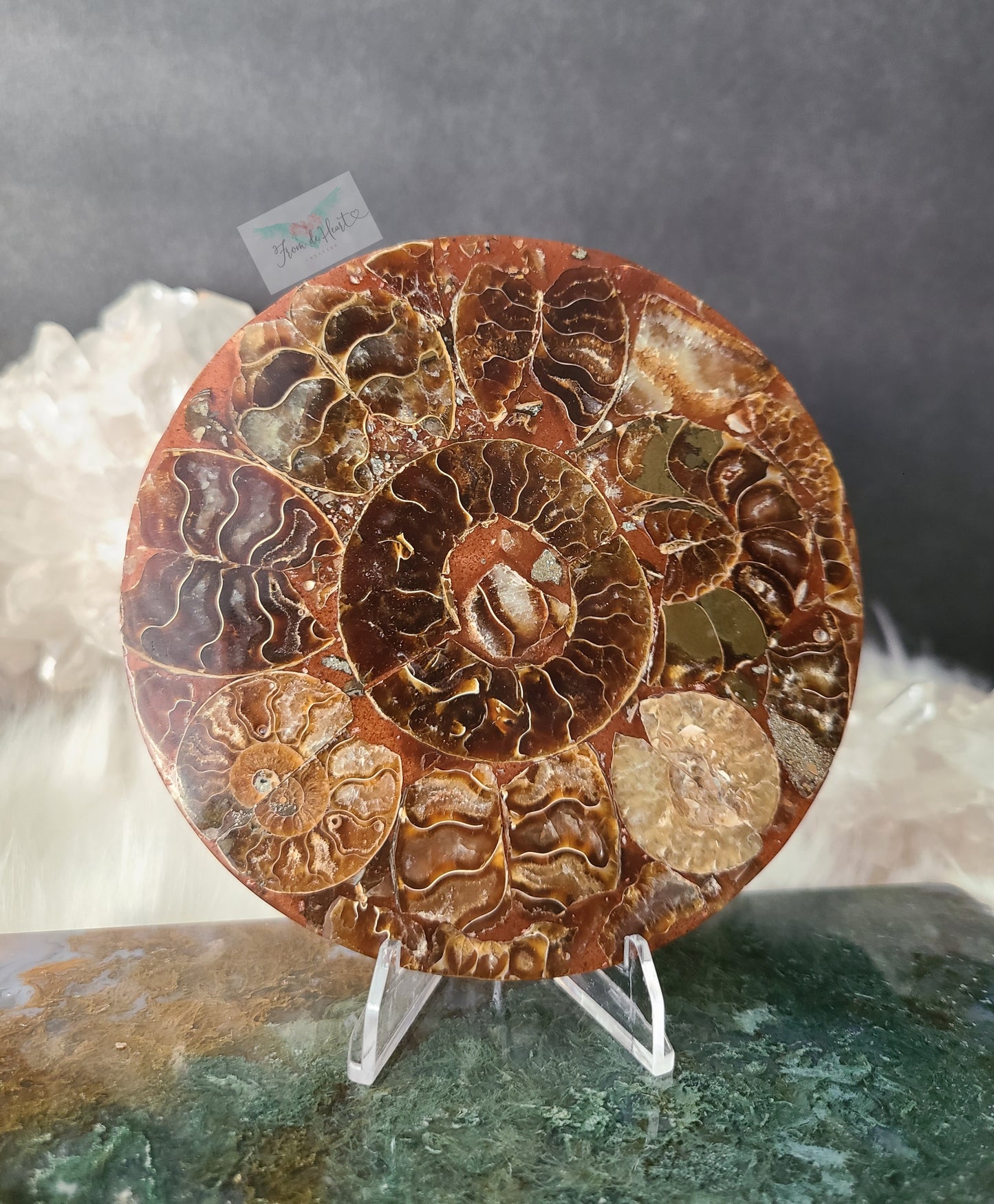 Ammonite Slab