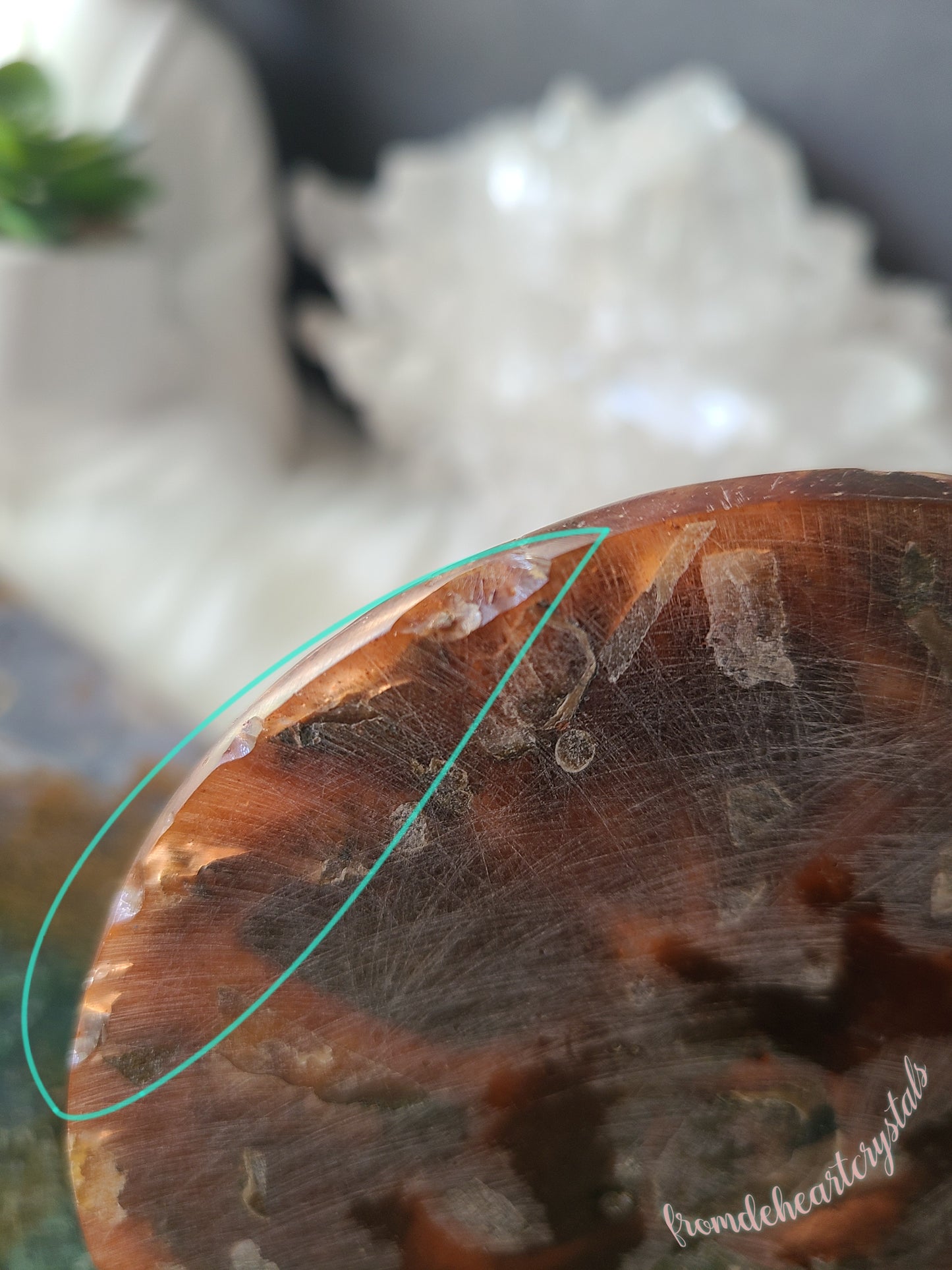 Ammonite Slab