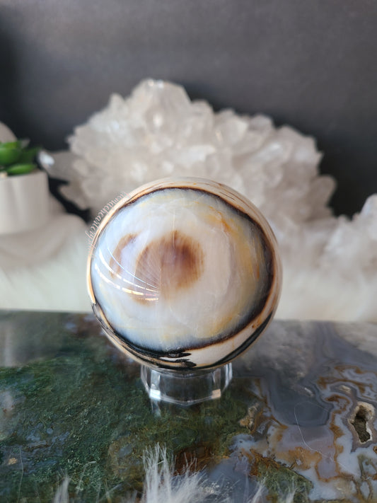 Petrified Wood Sphere