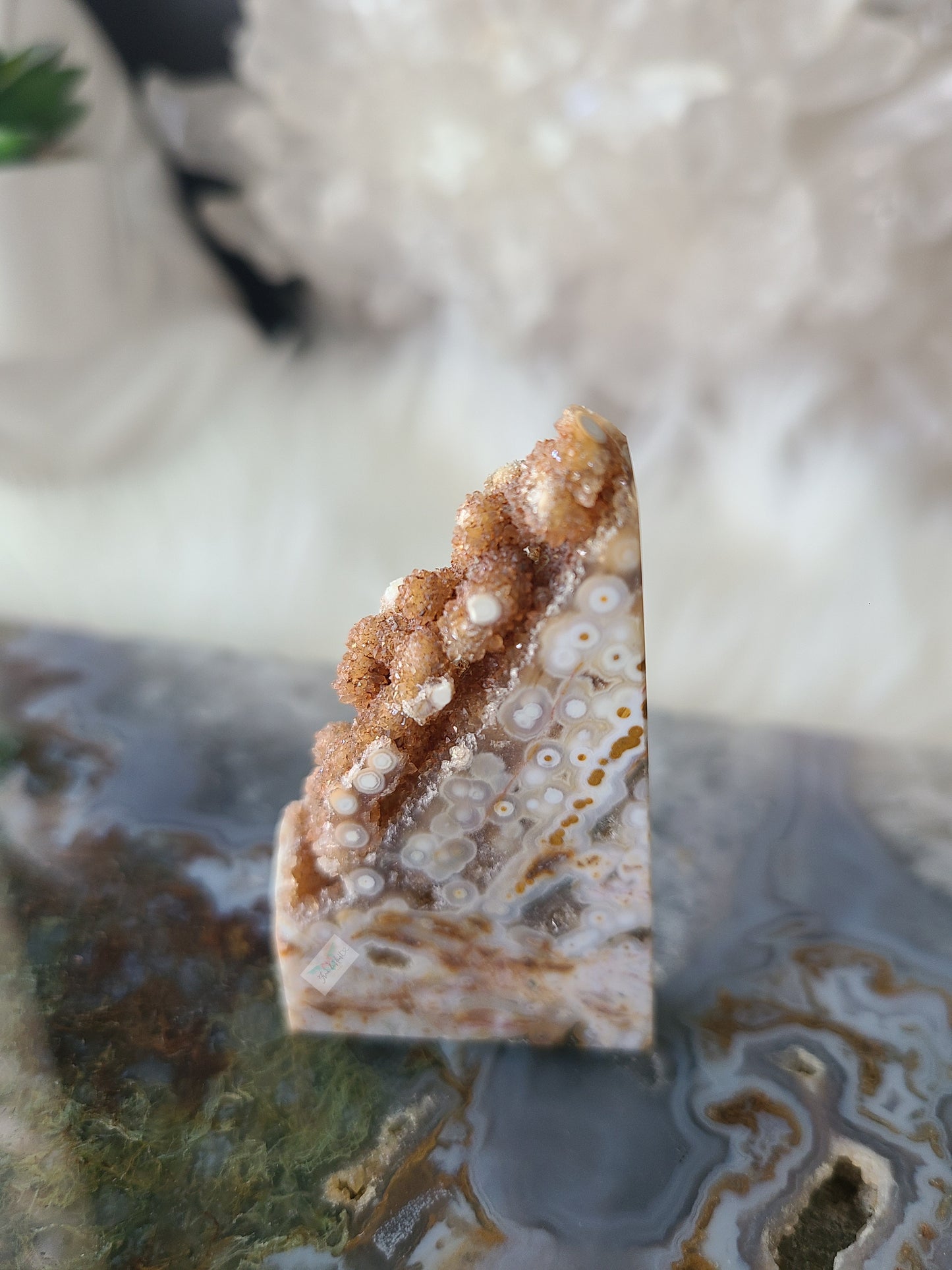 Orbicular Ocean Jasper (D)