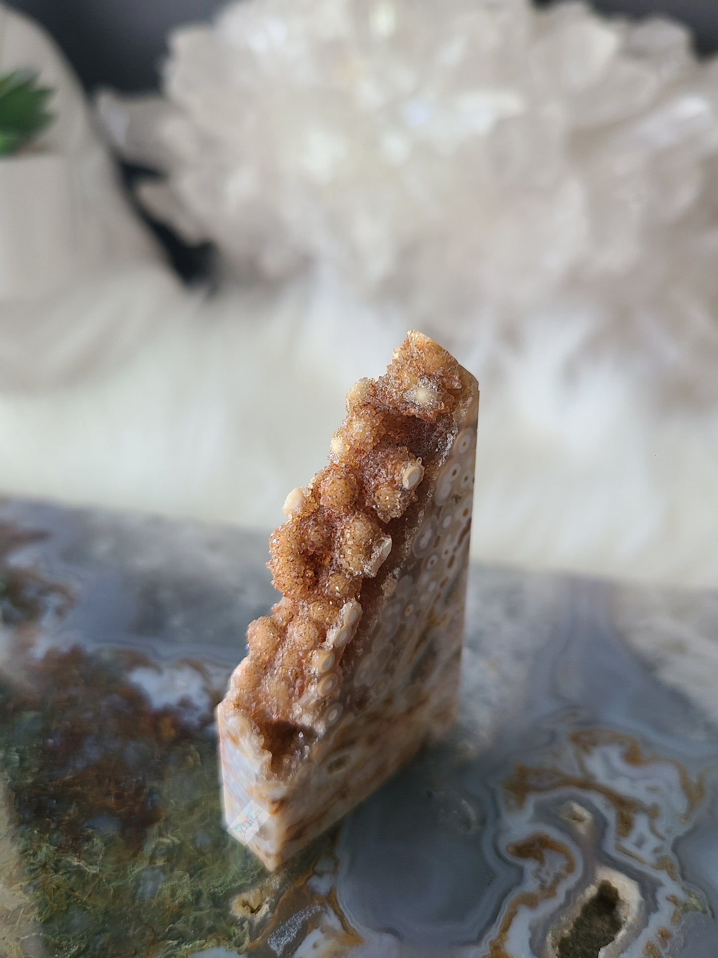 Orbicular Ocean Jasper (D)